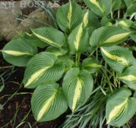 Small green heart shaped leaves with a yellow strip in the center.