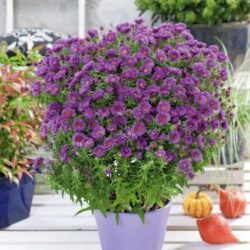A potted plant with dark purple daisy like flowers having yellow-orange centers.