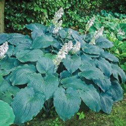 Pointed, blue-green leaves with white, bell-like flowers on tall stems