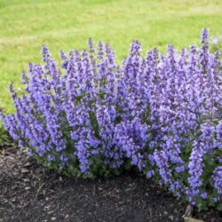 Tall plant with light purple flowers going up along the stems.