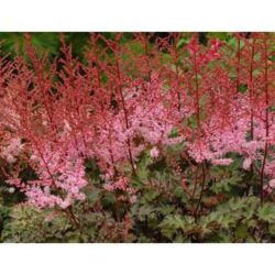 Beautiful light pink feather like flowers with dark red stems.