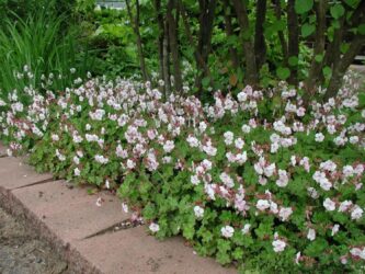 Tall edging, plant with pinkish-white flowers and leaves resembling a clover in shape.