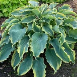 Heart shaped dark green leaves with yellow rippled edges.