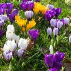White, purple and yellow flowers with green grass like leaves