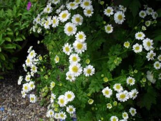 Short plant in a bushy cluster. In the daisy family, flowers with white petals and yellow center.