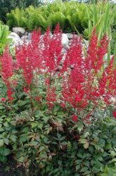 Tall plant with dark red stems and flowers with bushy dark green leaves.