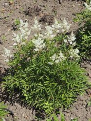 Feather like white flowers on top of dark green stem and leaves.