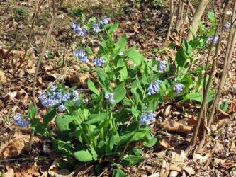 Short plant with trumpet bell shaped flowers. sky blue in color. The leaves are oval shaped that line the stems.