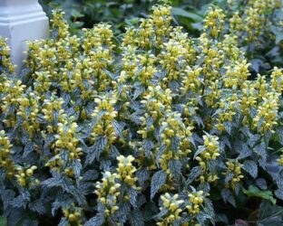 Leaves of silver and dark green on upright stems and yellow flowers.