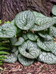 Wide heart shaped broad leaf plant with white leaves and dark green veining.